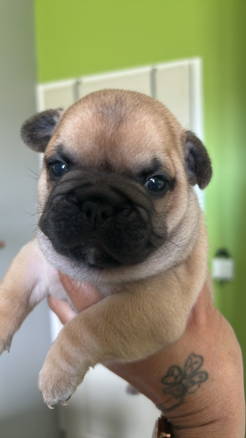 Des Vergers De La Giberdiere - Chiots disponibles - Bouledogue français