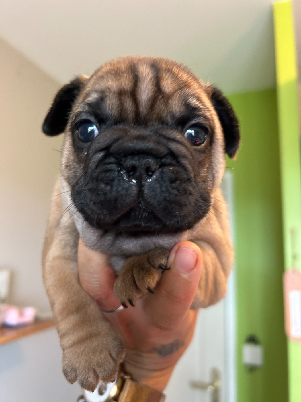 Des Vergers De La Giberdiere - Chiots disponibles - Bouledogue français