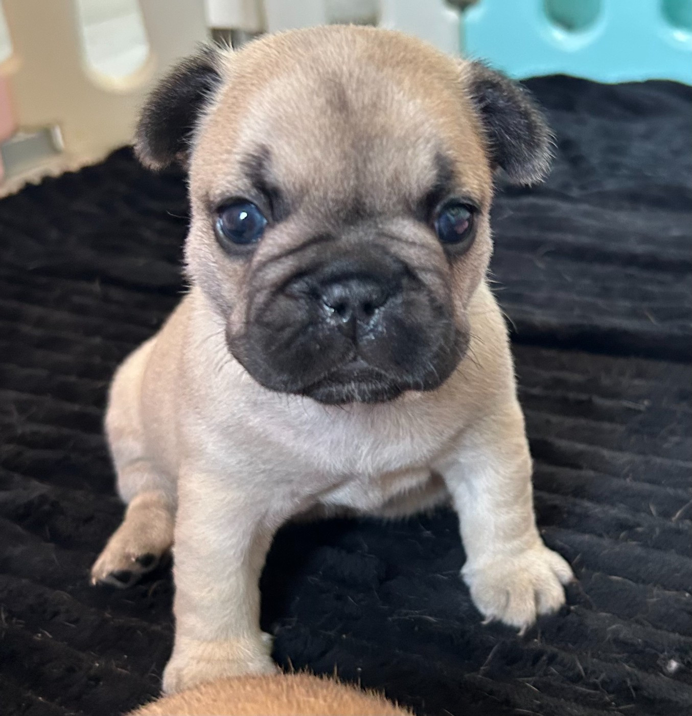 Des Vergers De La Giberdiere - Chiots disponibles - Bouledogue français