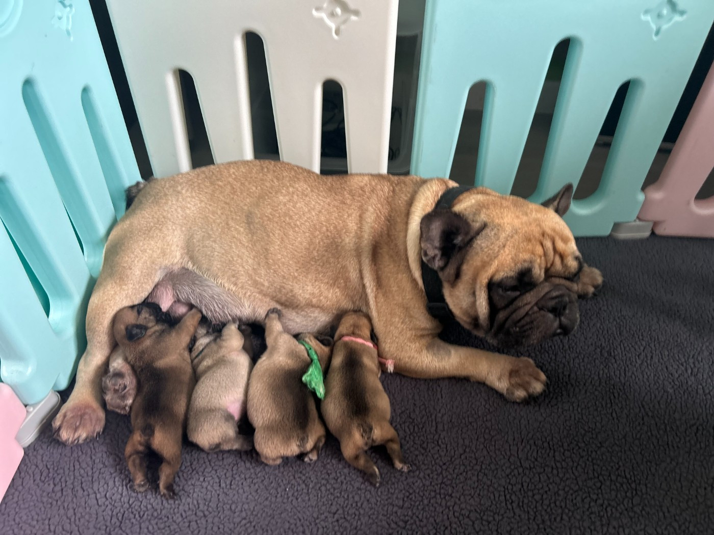 Chiot Bouledogue français Des Vergers De La Giberdiere
