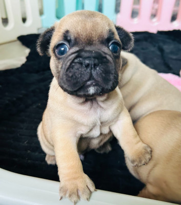 CHIOT 4